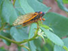 Brood XIV periodical cicada