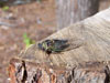 Tibicen canicularis adult cicada