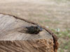 Tibicen canicularis adult cicada