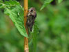 Tibicen canicularis from Athol, MA