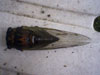 Female Tibicen lyricen cicada