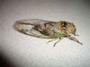 Female T. canicularis cicada