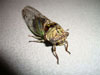 Female T. canicularis cicada