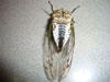 Female T. canicularis ventral view