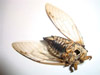 Dead Tibicen lyricen cicada 