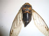 Dead T. lyricen cicada