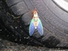 Molting Tibicen lyricen cicada