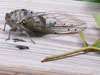Cicada sighting in Charleston, SC