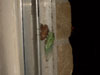 Molting T. superbus cicada