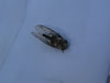 Tibicen canicularis cicada