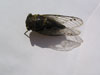 Tibicen canicularis cicada