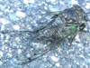 Tibicen canicularis cicada