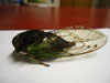 T. tibicen female cicada