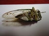 T. tibicen female cicada