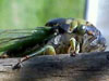 T. tibicen cicada