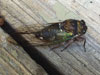 Cicada Sighting in Higganum, CT