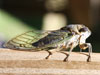 Tibicen canicularis cicada