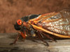 Brood XIX Cicadas in Raleigh, NC