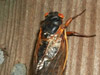 Brood XIX Periodical Cicada