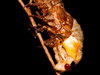 Brood XIX Periodical Cicada