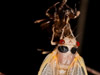 Brood XIX Periodical Cicada