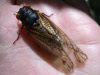 Periodical Cicadas from Athens, GA