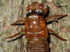 Periodical Cicada Nymph