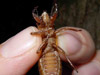 Male Brood XIX Cicada Nymph