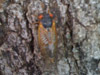 Male Brood XIX Cicada