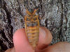 Brood XIX Periodical Cicada M. tredecim