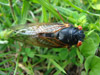 A Brood XIX Periodical Cicada