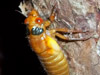 Brood XIX Cicadas in Woodbury, TN