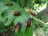 Deformed Brood XIX Periodicals Cicada