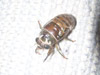 T. tibicen nymph