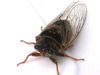 Cicada from Sacramento, CA