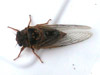 Cicada from Sacramento, CA