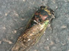 Tibicen lyricen cicada from Grafton, MA