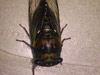 Male Tibicen lyricen cicada