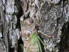 Tibicen canicularis from Keene, NH
