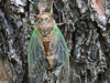 Tibicen canicularis in Keene, NH