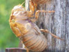 Tibicen exuvia from Rehoboth, Ma.