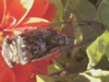 Tibicen canicularis cicada Scituate, MA.
