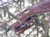 Tenodera aridifolia mantid in Indiana