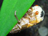 Moulting Brood XIX 13 year cicada