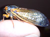 Adult Magicicada from Brood XIX