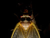 Brood XIX Periodical Cicada