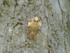 Molting Brood XIX Cicada