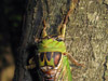 T. pronotalis cicada