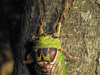 Tibicen pronotalis female