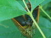 Mating and Ovipositing Cicadas Dardenne Prairie, MO.